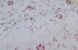Шпалери дуплексні на паперовій основі Слов'янські шпалери Colorit В66,4 Примха сірий 0,53 х 10,05м (6301-06)