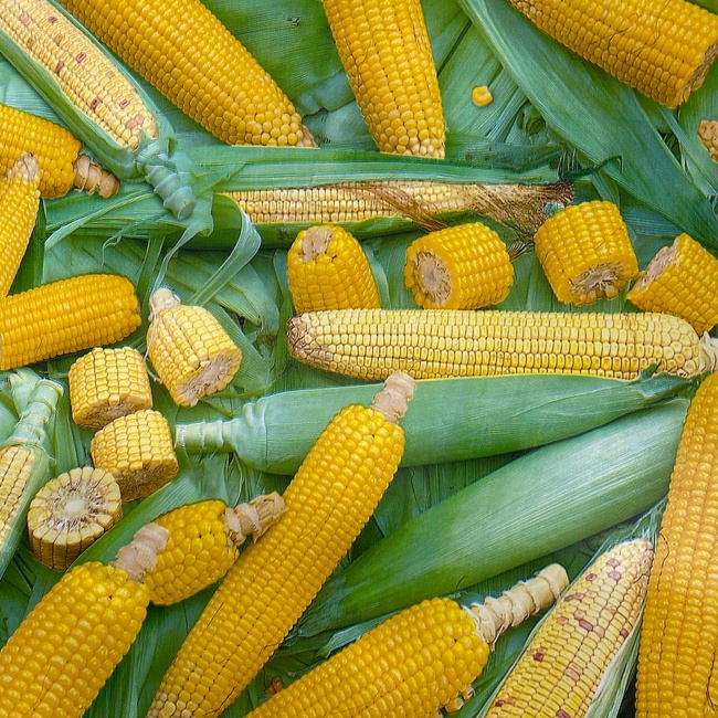 Клеенка на стол ПВХ на основе  кукуруза 1,4 х 1м (100-296), Зеленая, Зелёный