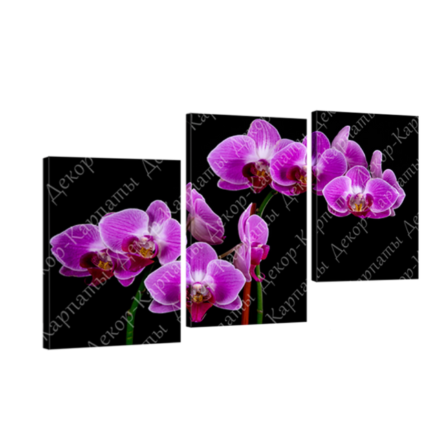 Картина модульная 3 части Орхидеи 70 х 110 см (8311-С-40)