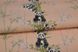 Шпалери вінілові на флізеліновій основі Панди декор персиковий 1,06 х 10,05м (ДХН-1427/1)