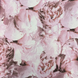 Шпалери вінілові на флізеліновій основі AS Creation Mixed рожевий 1,06 х 10,05м (37658-2)