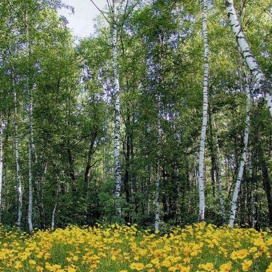 Фотошпалери звичайний папір Лісові красуні 8 аркушів 134 см x 194 см (121124)