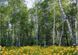 Фотошпалери звичайний папір Лісові красуні 8 аркушів 134 см x 194 см (121124)