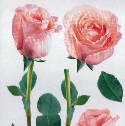 Наклейка декоративна Артдекор №12 Рожеві троянди (427-12)