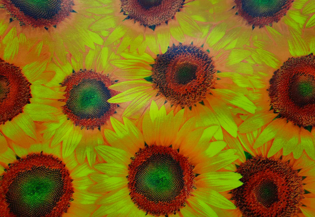 Клейонка на стіл ПВХ на основі Соняшник квіти жовтий 1,4 х 1м (100-239), Жовтий, Жовтий