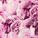 Шпалери вінілові на флізеліновій основі AS Creation New Studio 2.0 рожевий 0,53 х 10,05м (37398-1)