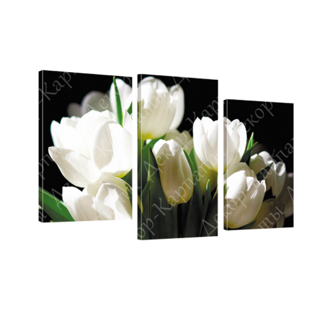 Картина модульна 3 частини Білі тюльпани 53 х 100 см (8282-247)