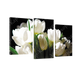 Картина модульна 3 частини Білі тюльпани 53 х 100 см (8282-247)