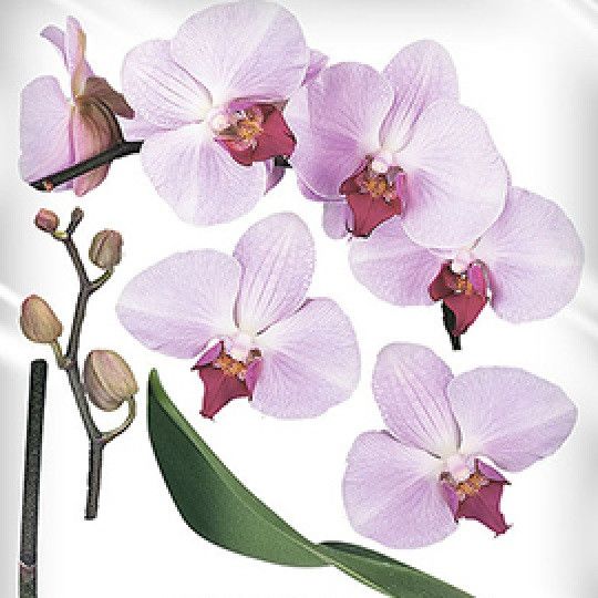 Наклейка декоративная Наш Декупаж Орхидея (503 - ТП135)