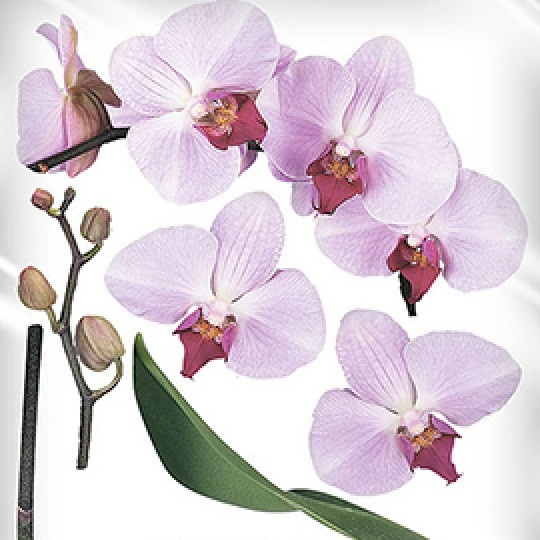 Наклейка декоративная Наш Декупаж Орхидея (503 - ТП135)