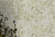 Обои виниловые на флизелиновой основе Wallpaper Roberto Cavalli Home бежевый 1,06 х 10,05м (RC19050), Серый, Серый, Шостка, Черноморск, Черновцы, Чернигов, Черкассы, Червоноград, Хмельницький, Харків, Умань, Ужгород, Тернополь, Сумы, Стрый, Ровно, Прилуки, Полтава, Первомайск, Павлоград, Одесса, Новомосковск, Новоград-Волынский, Нововолынск, Никополь, Николаев, Нежин, Мукачево, Львов, Луцк, Кропивницкий, Кривой Рог, Кременчуг, Коростень, Конотоп, Коломыя, Ковель, Каменское, Каменец-Подольский, Калуш, Измаил, Ивано-Франковск, Запорожье, Житомир, Дрогобыч, Днепр, Горишние Плавни, Винница, Бровары, Бердичев, Белая Церковь, Александрия, Красивые