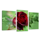 Модульная картина DK Place Нежная Роза 3 части 53 x 100 см (511_3)