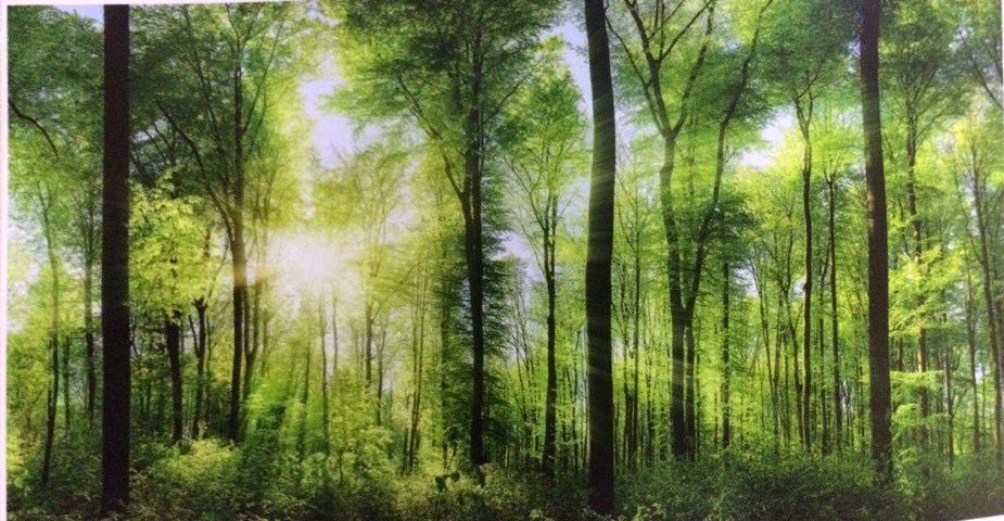 Фотошпалери щільний папір ПРЕСТИЖ №26 Лісовий світанок 392 см х 204 см (835026), Бежевий, Бежевий, Шостка, Чорноморськ, Чернівці, Чернігів, Черкаси, Червоноград, Хмельницький, Харків, Умань, Ужгород, Тернопіль, Суми, Стрий, Рівне, Прилуки, Полтава, Первомайськ, Павлоград, Одеса, Новомосковськ, Новоград-Волинський, Нововолинськ, Нікополь, Миколаїв, Ніжин, Мукачеве, Львів, Луцьк, Кропивницький, Кривий Ріг, Кременчук, Коростень, Конотоп, Коломия, Ковель, Кам'янське, Кам'янець-Подільський, Калуш, Ізмаїл, Івано-Франківськ, Запоріжжя, Житомир, Дрогобич, Дніпро, Горішні Плавні, Вінниця, Бровари, Бердичів, Біла Церква, Олександрія, Красиві