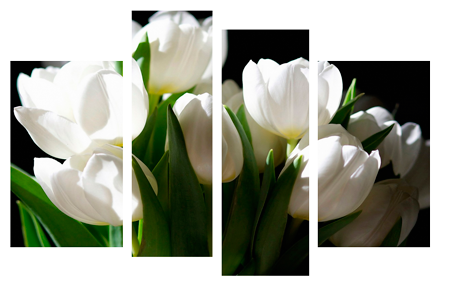 Картина модульна 4 частини Білі тюльпани 80 х 120 см (3893-247)