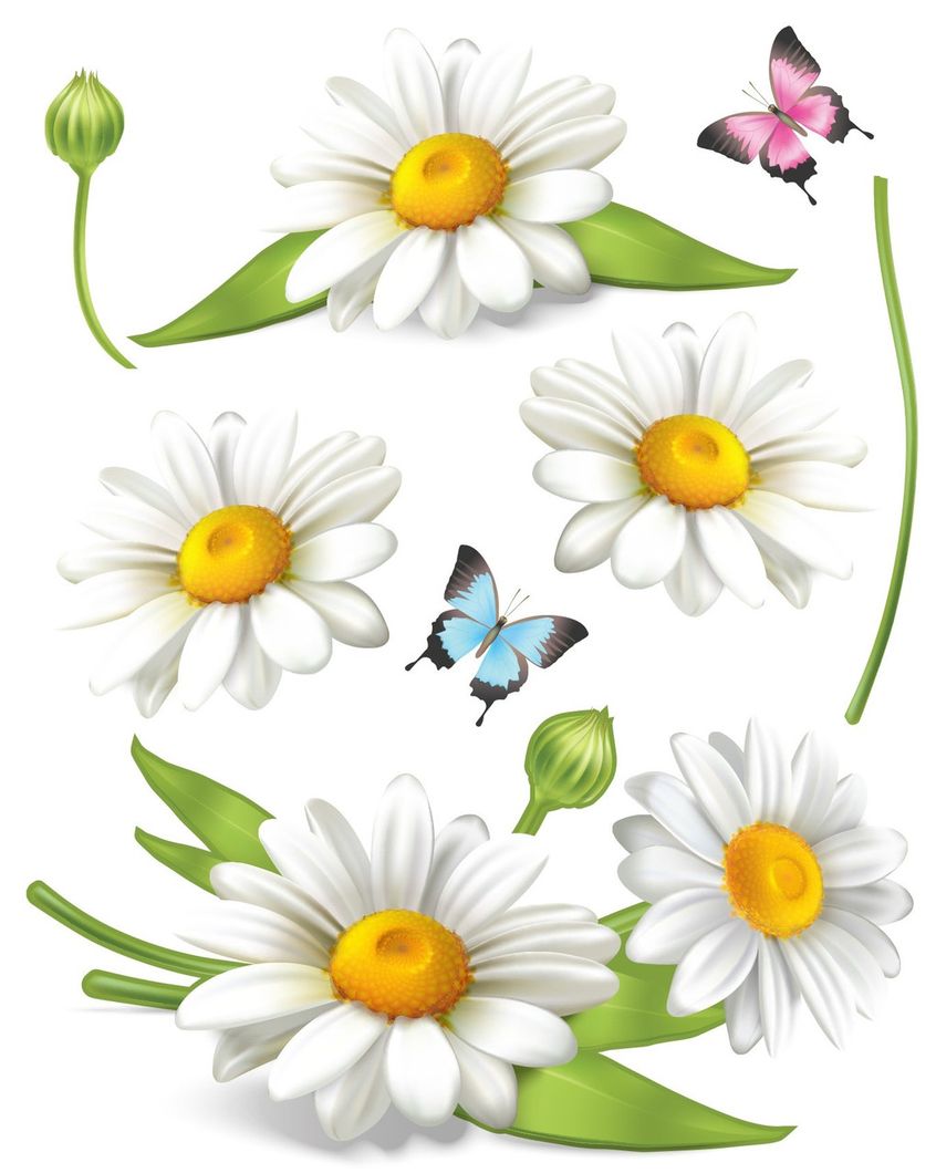 Наклейка декоративна ZV №23 Ромашки метелики (9178 - ZV23)