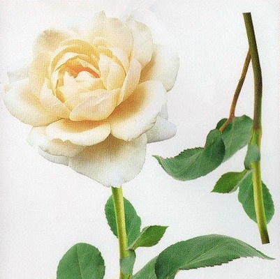 Наклейка декоративна Артдекор №10 Біла троянда (404-10)
