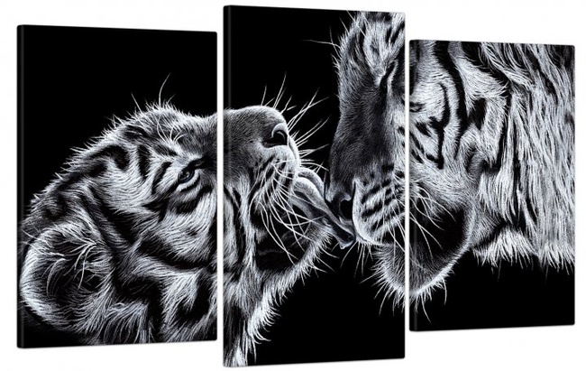 Модульная картина в гостиную/спальню для интерьера "Черно-белые тигры" 3 части 53 x 100 см (MK30228_E)